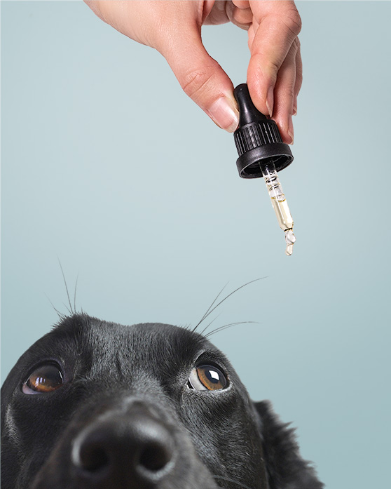 CBD per Animali Domestici: Prodotti per Cani e Gatti